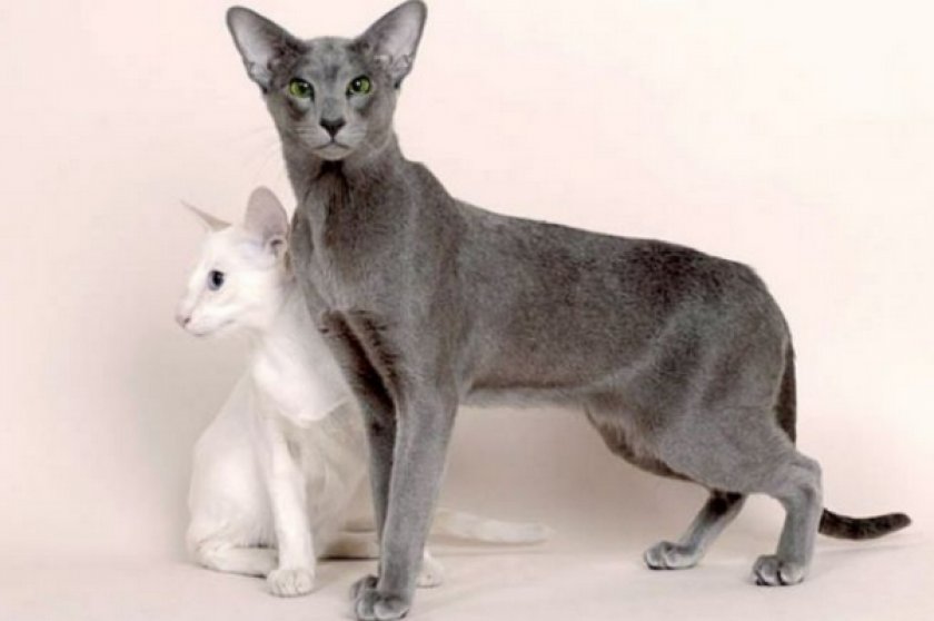 Короткошерстные кошки: список популярных пород