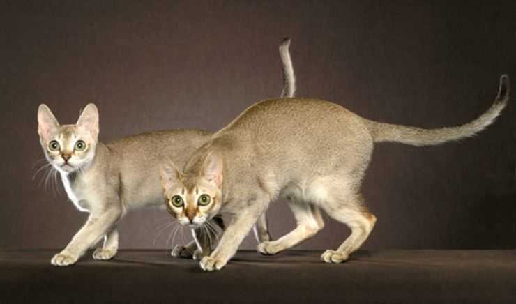 Описание породы анатолийская короткошёрстная кошка