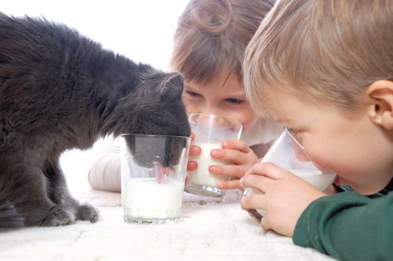 Кошки не могут без молока: миф или реальность