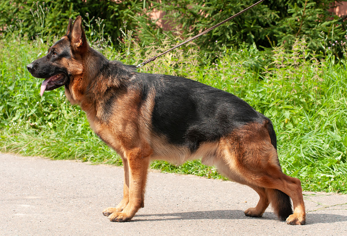 Немецкая овчарка: уход за щенком и взрослой собакой