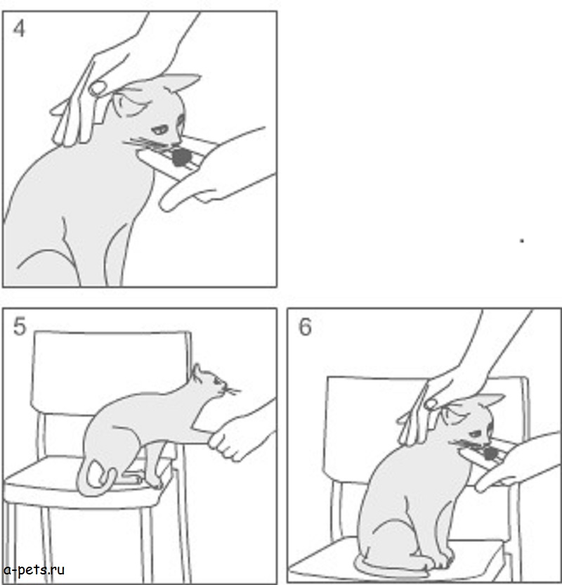 Как можно дрессировать кошек в домашних условиях