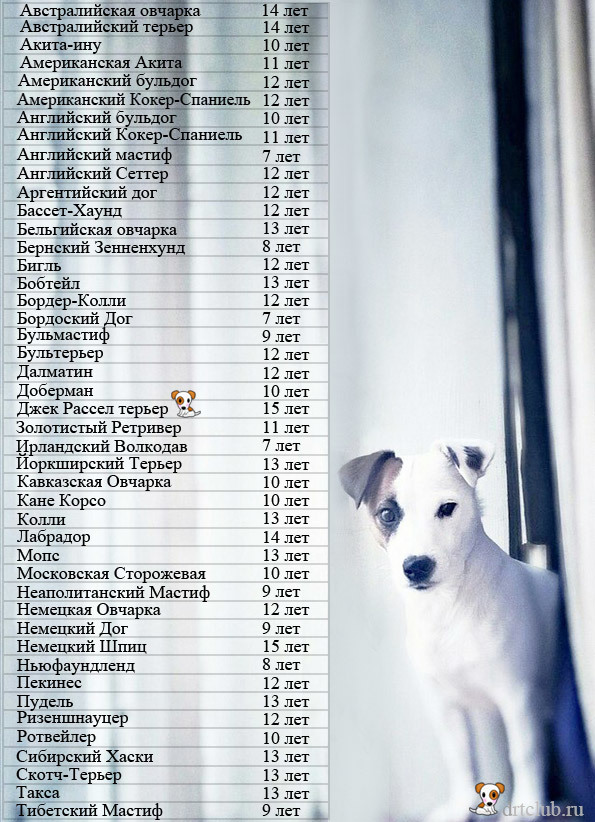 Сколько живут собаки в домашних условиях: таблица по породам