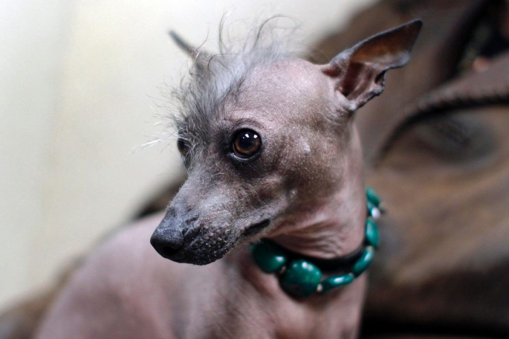 Ксолоитцкуинтли (шолоитцкуинтли) – какая она, мексиканская собака: голая, лысая или хохлатая?