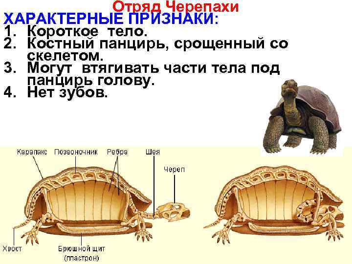 Панцирь черепахи — строение и физиология животного