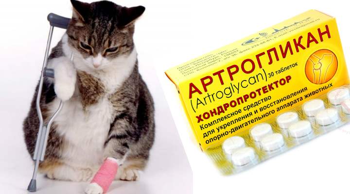 Артрогликан для здоровья суставов кошки