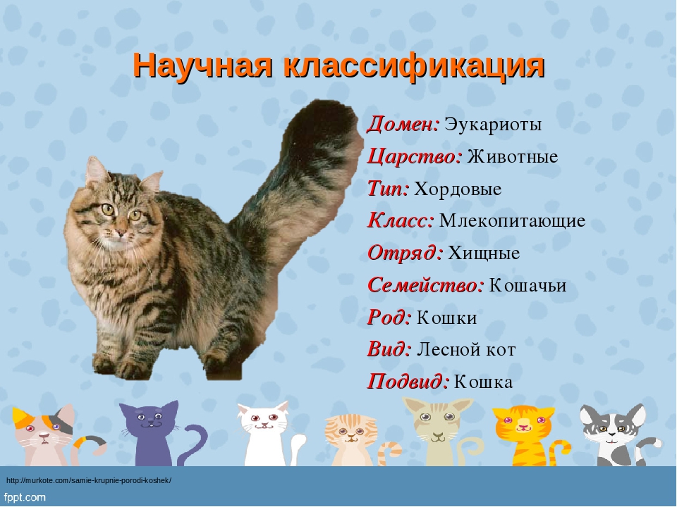 Домашняя кошка: что это такое, описание, систематика