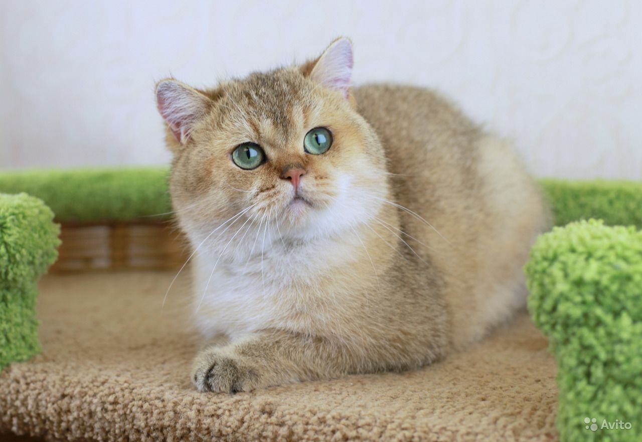 Золотая шиншилла — кошка с особым характером