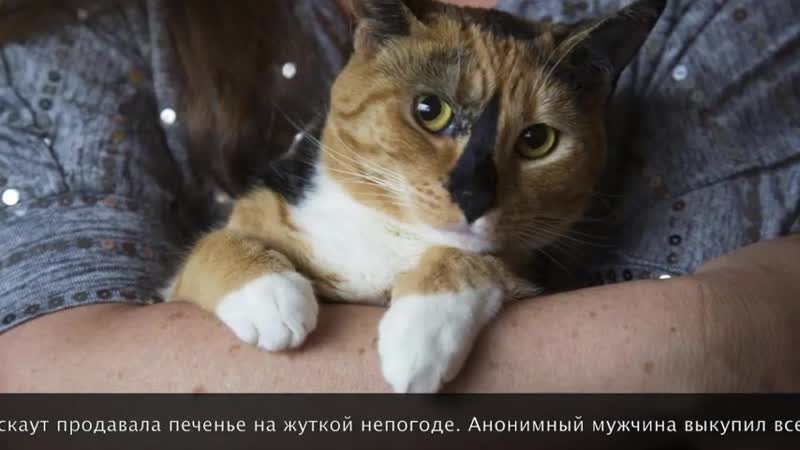 Коты, спасшие жизнь своим хозяевам