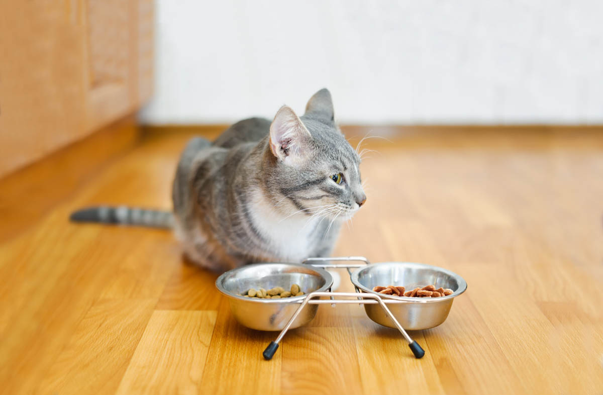 Корма для кошек: рейтинг по качеству и мнению ветеринаров