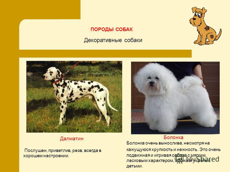 Болонка (собака): виды, описание породы, как выгляди