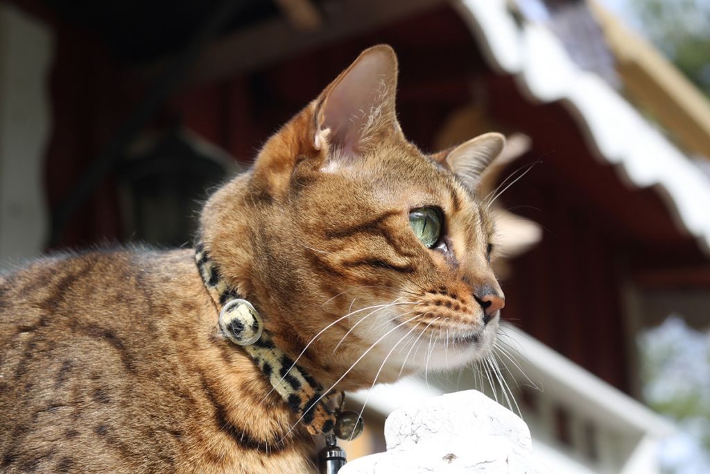 Бенгальская кошка — характер котов, котята