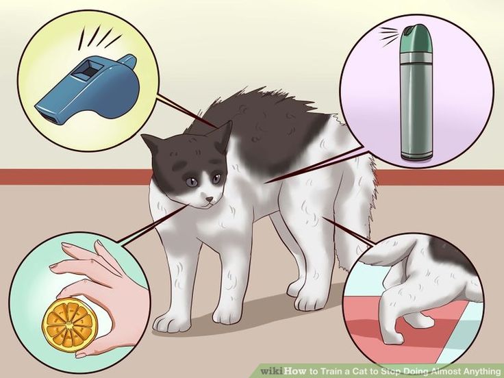 Как метят коты территорию в квартире: что делать