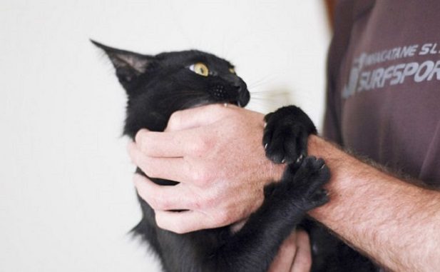 Почему котенок кусается: без причины или когда гладишь