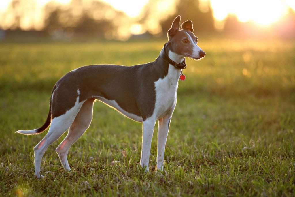 Кенгуровая собака — непризнанный представитель собачьего мира Австралии