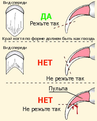 Как подстричь когти собаке правильно в домашних условиях