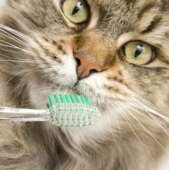 кот зубная щетка