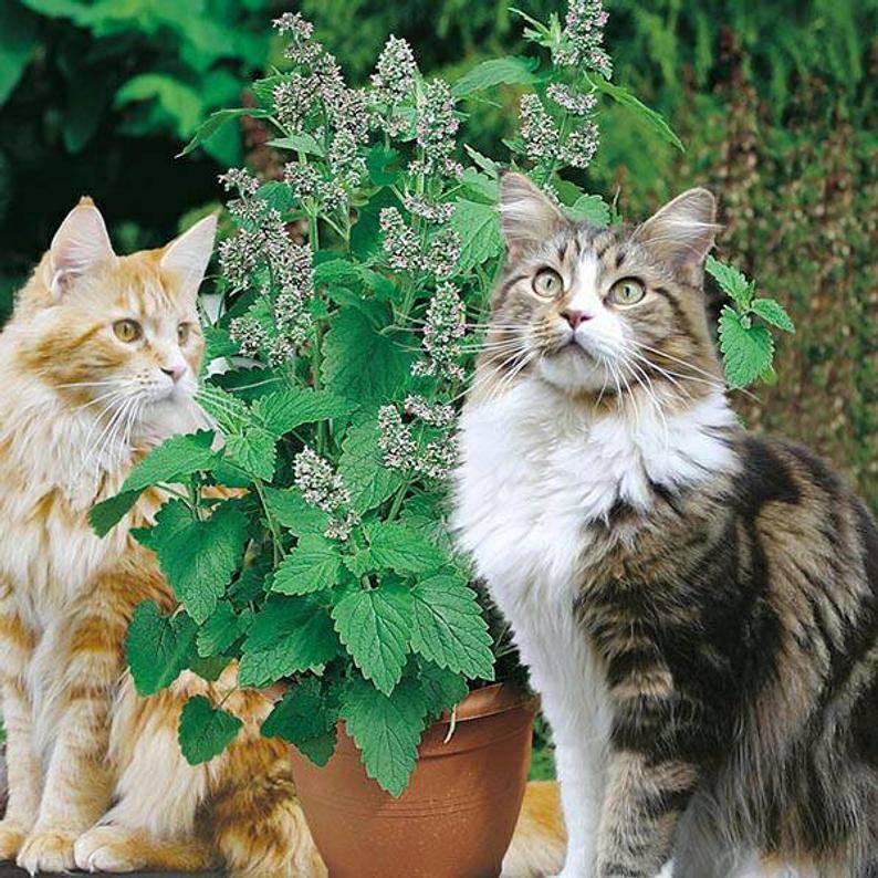 Влияние валерьянки на кошек и котов — разбираемся в вопросе