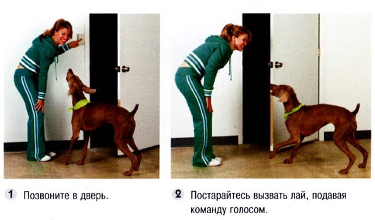 Как приучить собаку оставаться одной в квартире