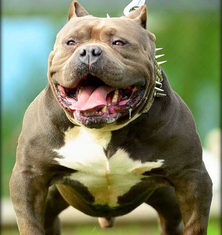 Злая собака: ТОП-10 самых злобных пород в мире