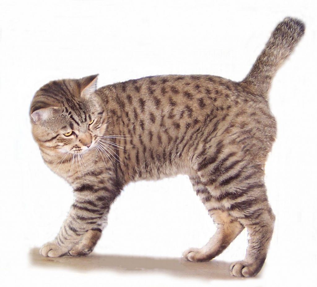 Породы кошек без хвоста (бобтейлы)