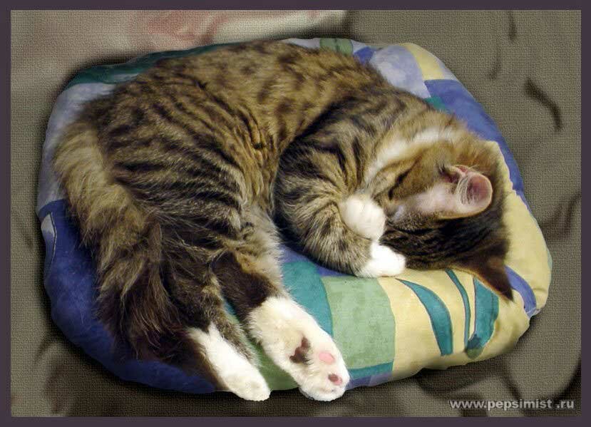 Зачем кошки закрывают морду лапкой во время сна?