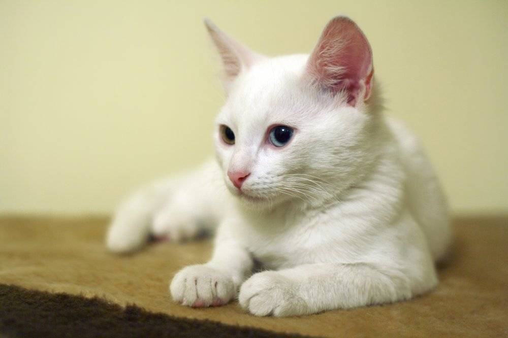 Как назвать белого кота: критерии выбора клички