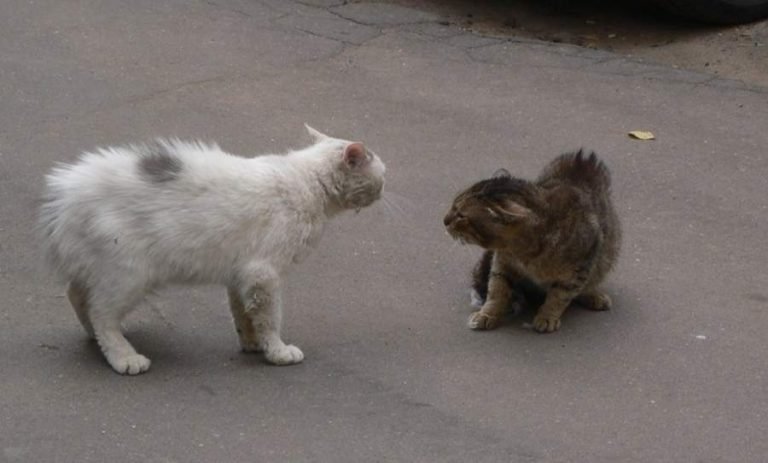 Коты дерутся: основные причины поведения и что можно сделать для отучения