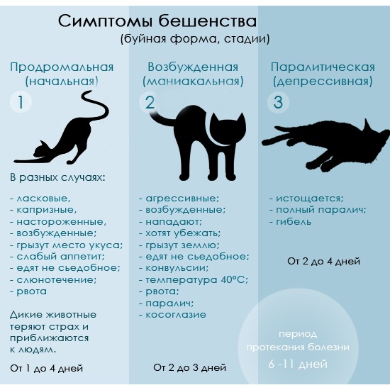Бешенство у кошек: симптомы, как проявляется