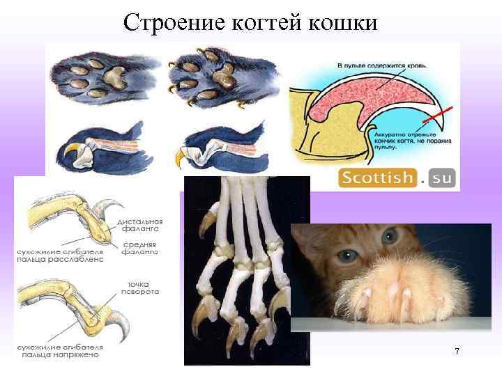 Лапки-царапки: считаем пальцы у кошки