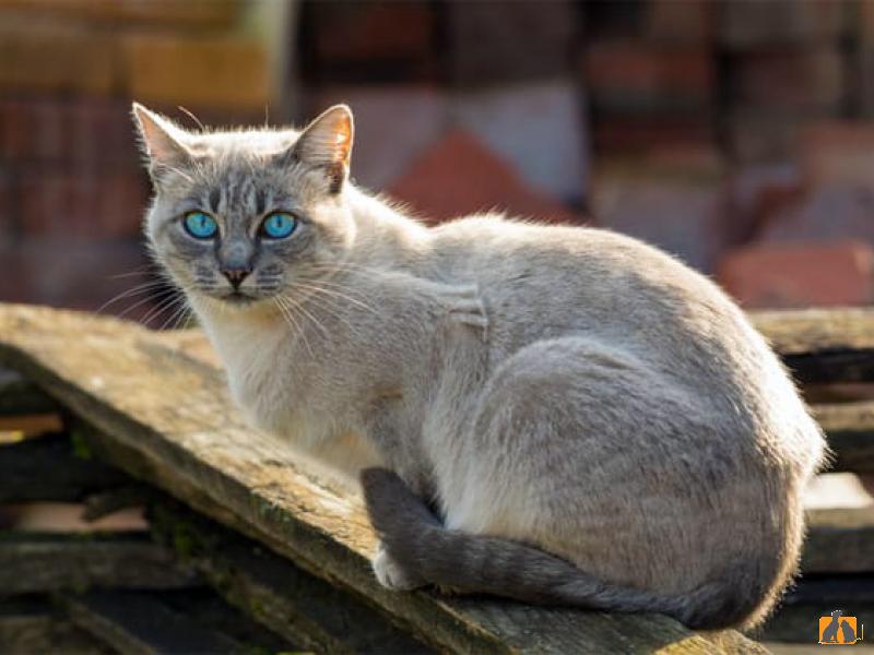 Охос азулес: особенности кошачьей породы