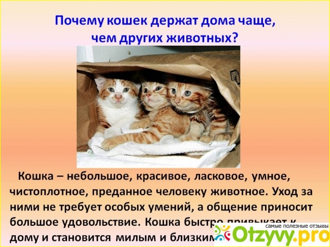 Кошка пришла в дом примета: к чему это и что делать