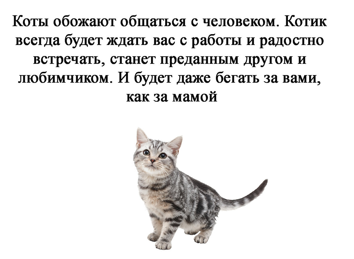 3 главных причины завести вторую кошку