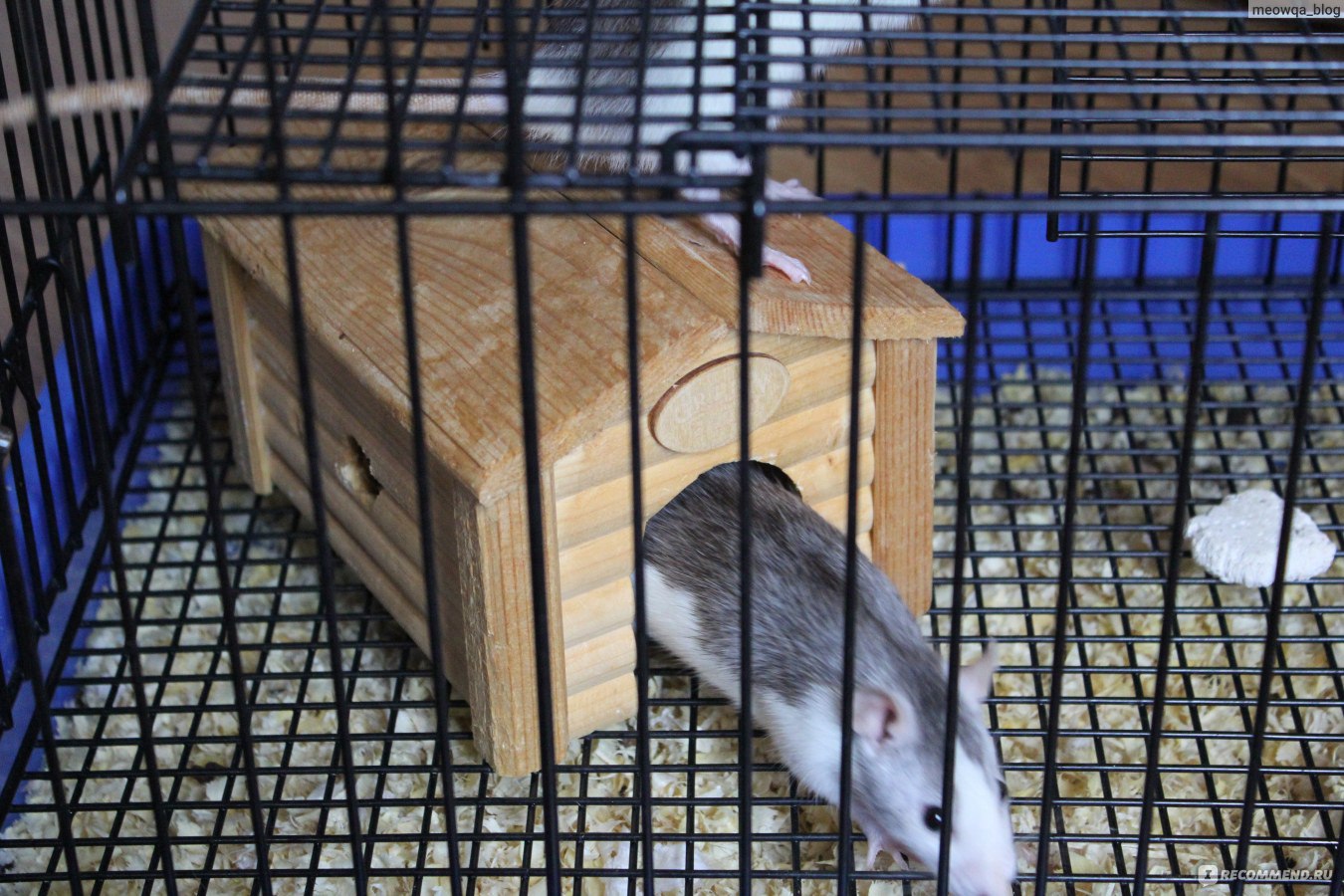 Декоративная крыса дамбо — информация о породе