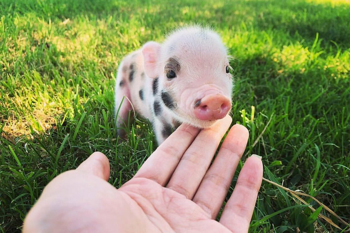 Пиги свинки — как выглядят и чем питаются