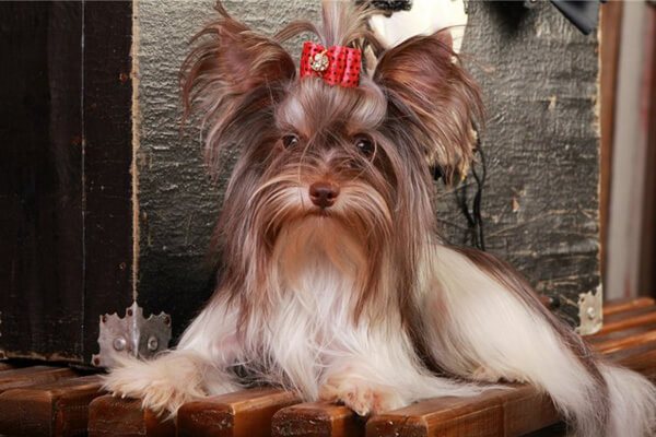Биро йорк терьер: описание породы собак