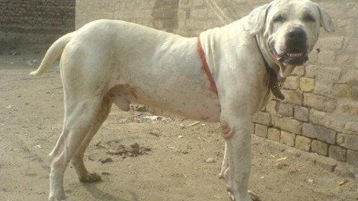 Запрещенные породы собак в России: список
