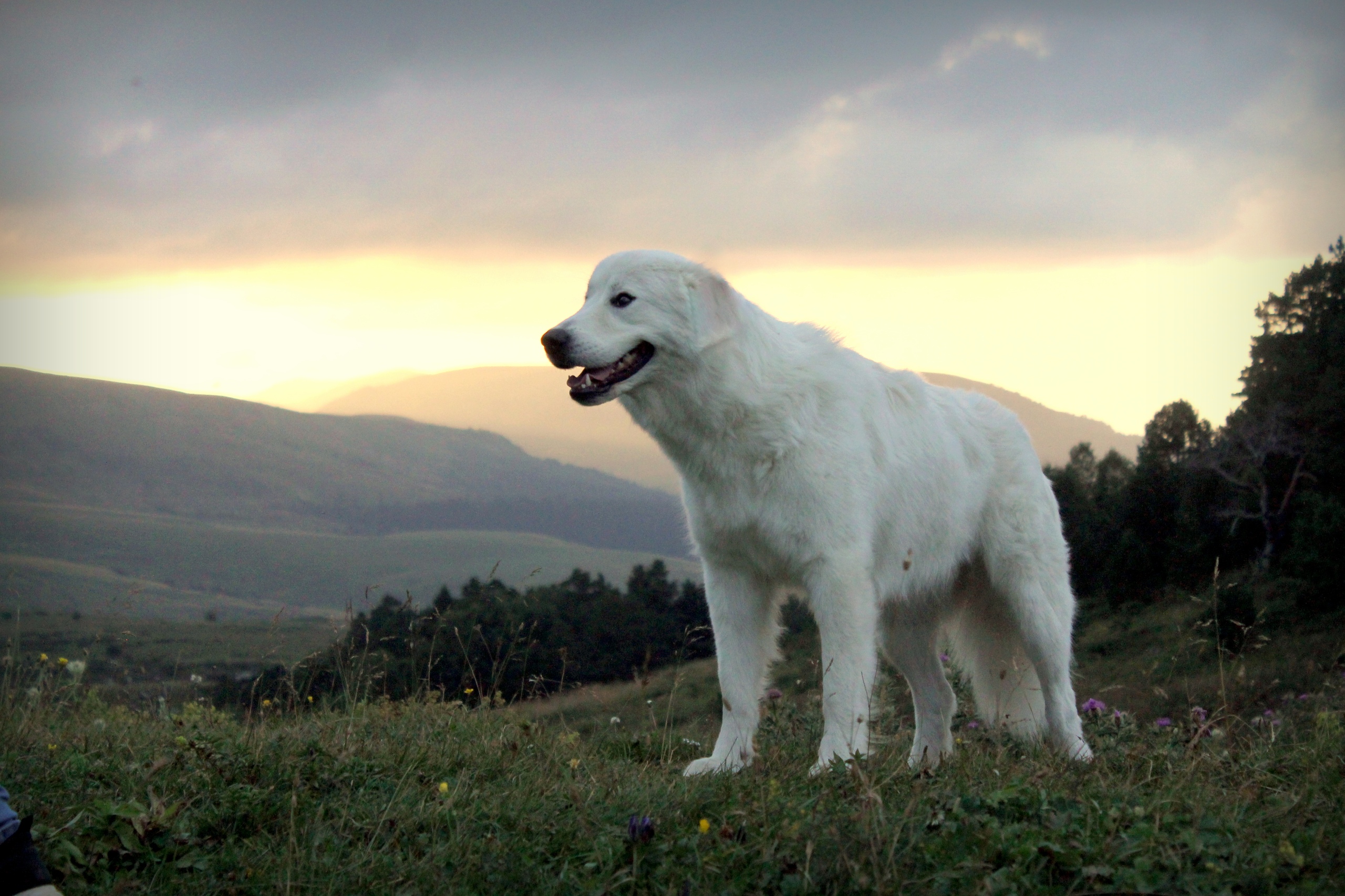 Маремма-абруццкая овчарка: серьёзный и своенравный белоснежный пастух