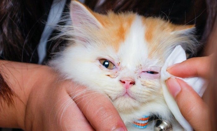 Котенок чихает: почему и что делать