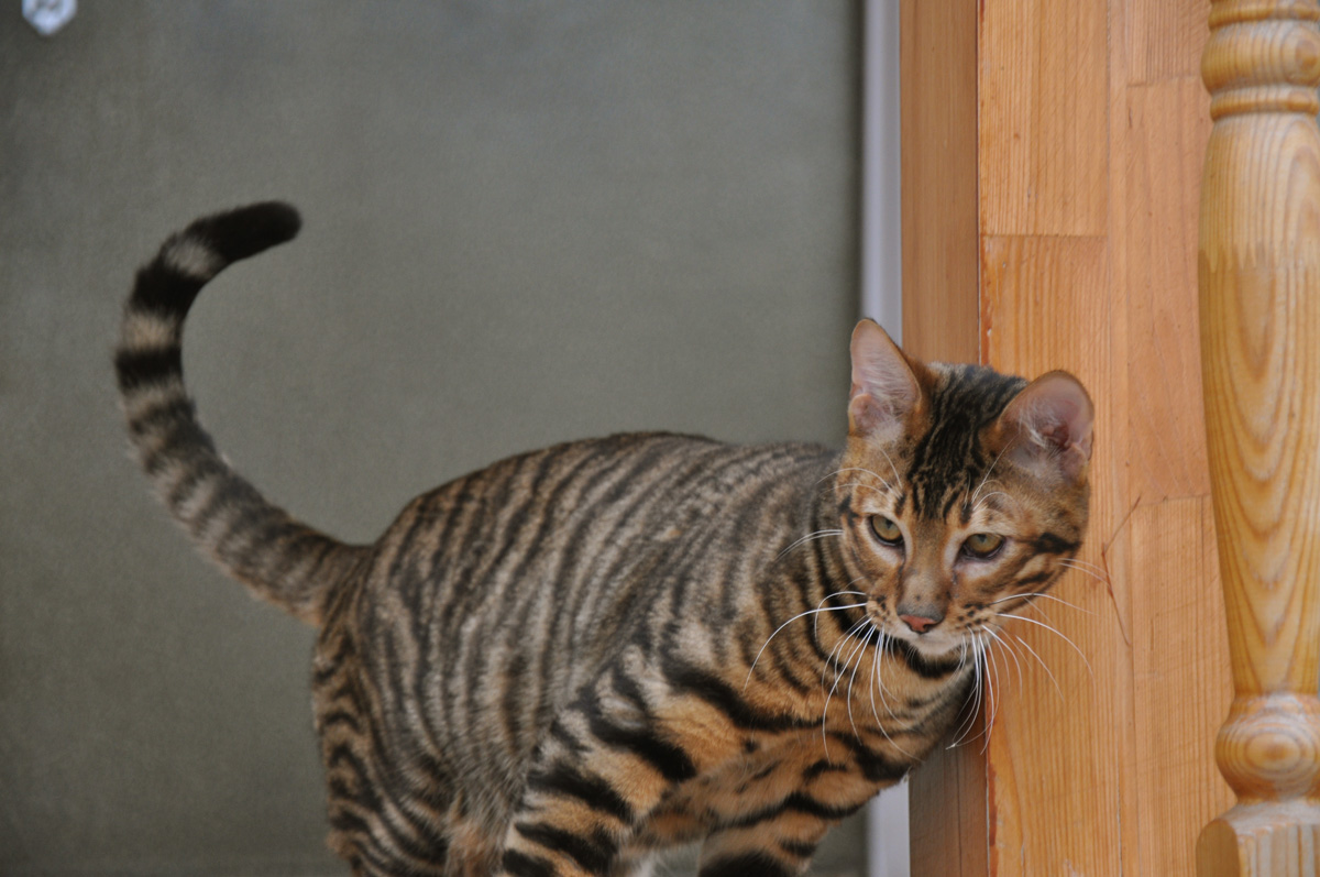 Уссурийская кошка (Уссурийский кот, уссури)