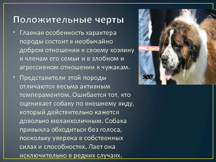 Московский дракон (порода собак): описание
