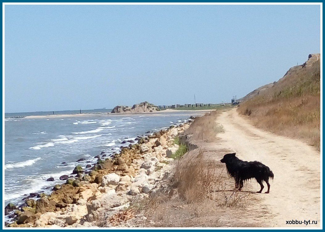 Отдых на море с собакой: куда поехать, частный сектор