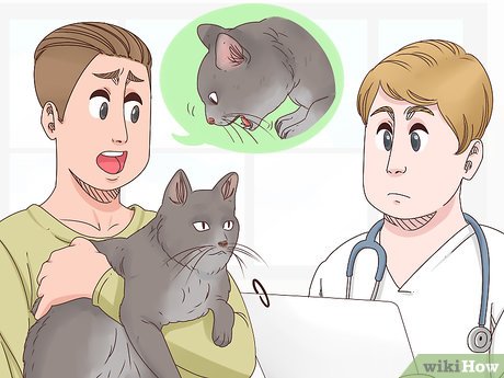 Кашель у кота: причины, диагностика, лечение и профилактика