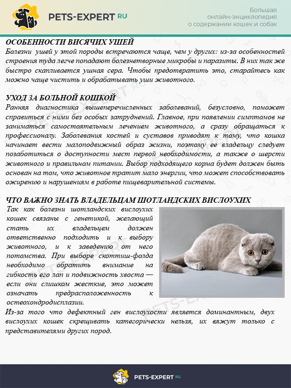 Болезни кошек: симптомы, таблица, лечение