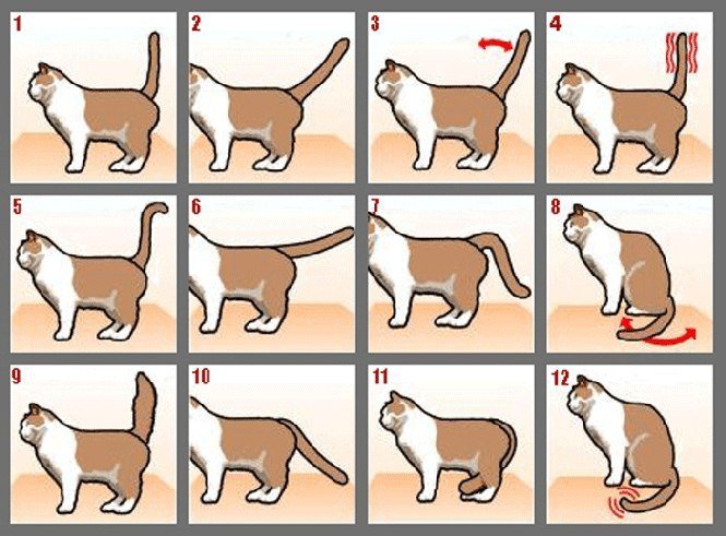 12 звуков, которые издает кот, и что они означают