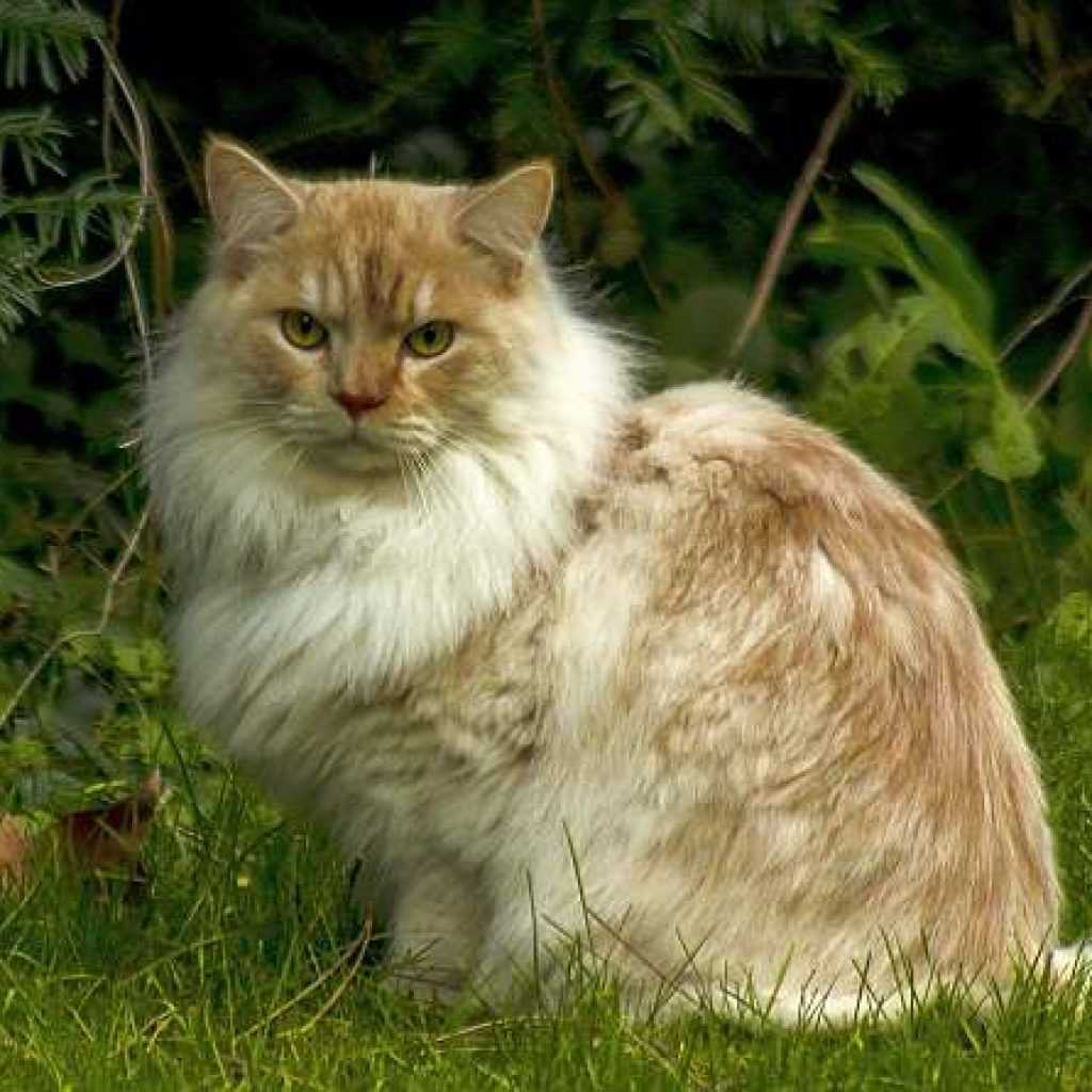 Рагамаффин (порода кошек)