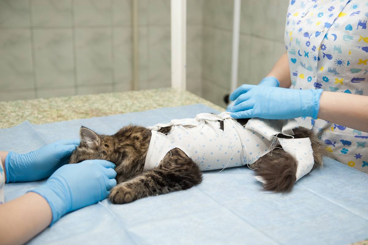 Сколько кошке ходить в бандаже после стерилизации