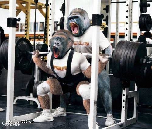 Почему гориллы сильнее штангистов. Ведь они полдня спят и не тренируются?