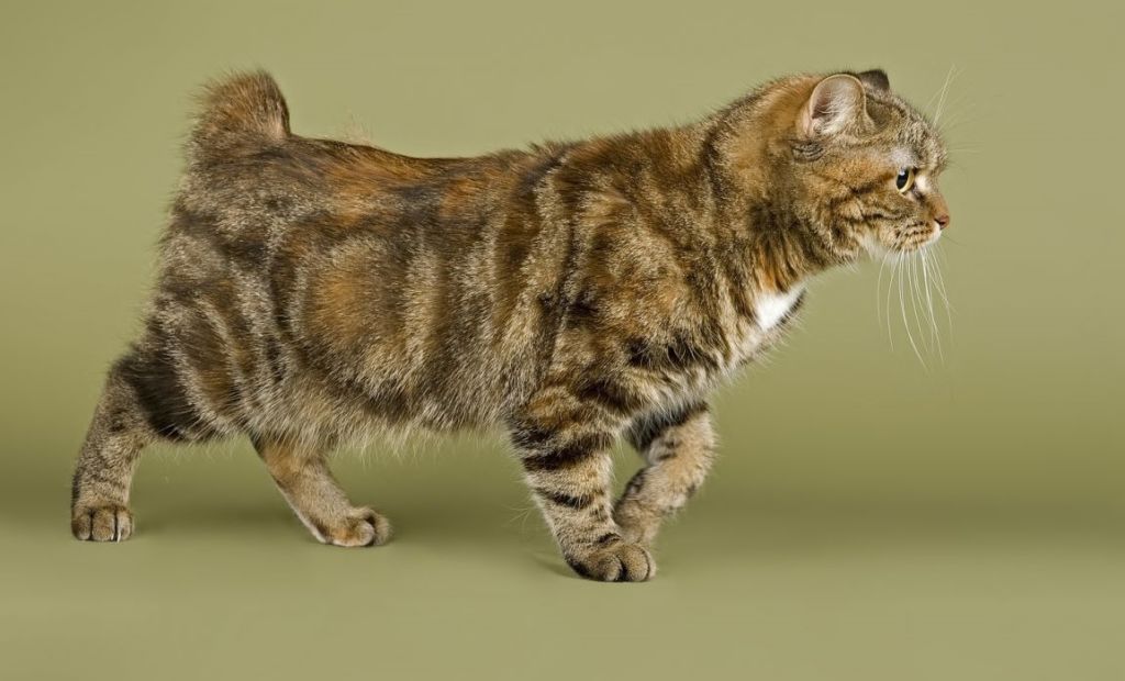 Породы кошек без хвоста (бобтейлы)