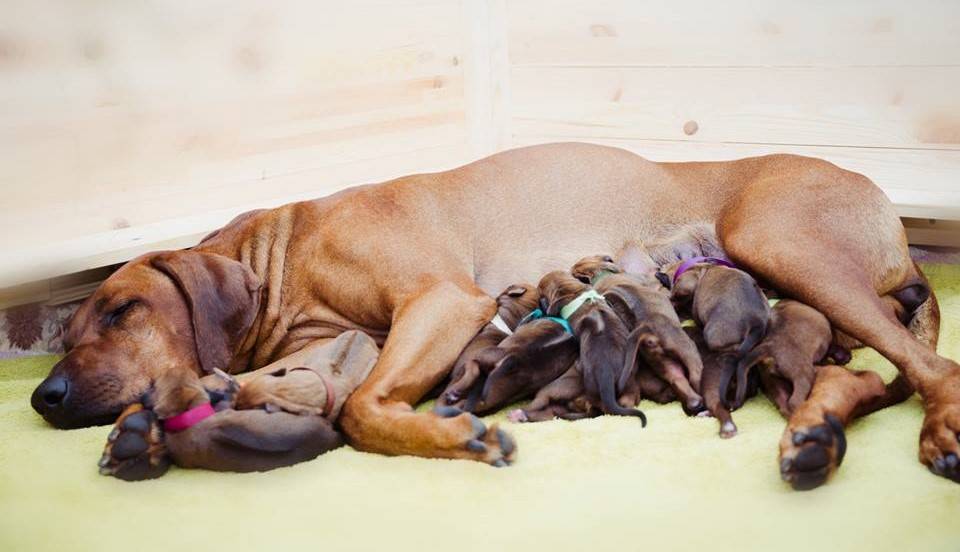 Сколько длится беременность у собак мелких и крупных пород