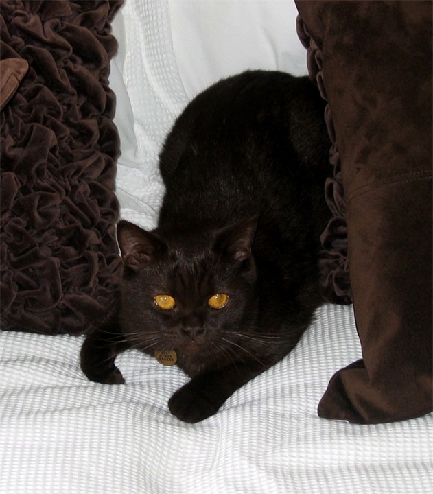 Йоркская шоколадная кошка (Chocolate York cat)